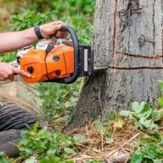 Wycinka drzew na działce. Drwal w pomarańczowej kamizelce używa piły łańcuchowej do ścinania pnia.