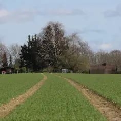 Zielone pola i ścieżki wijące się przez grunty rolne. W oddali widać drzewa i budynki.