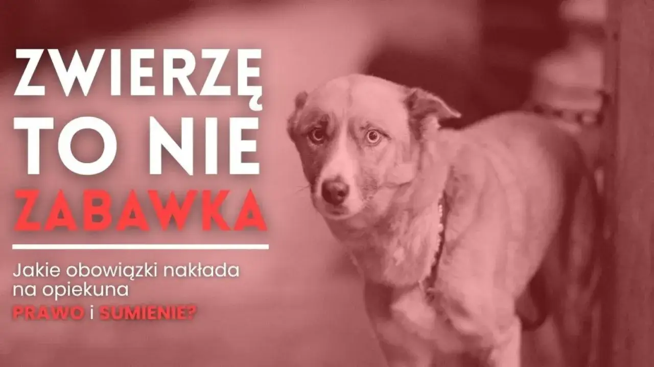 Zwierzę to nie zabawka. Jakie obowiązki nakłada na opiekuna ustawa o ochronie zwierząt? Prawo i sumienie.