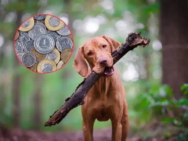 Opłata za psa - Czy musisz płacić i ile? Sprawdź!